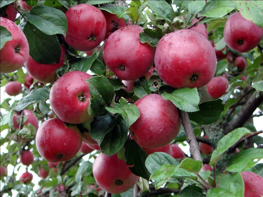 Яблоня колоновидная Останкино