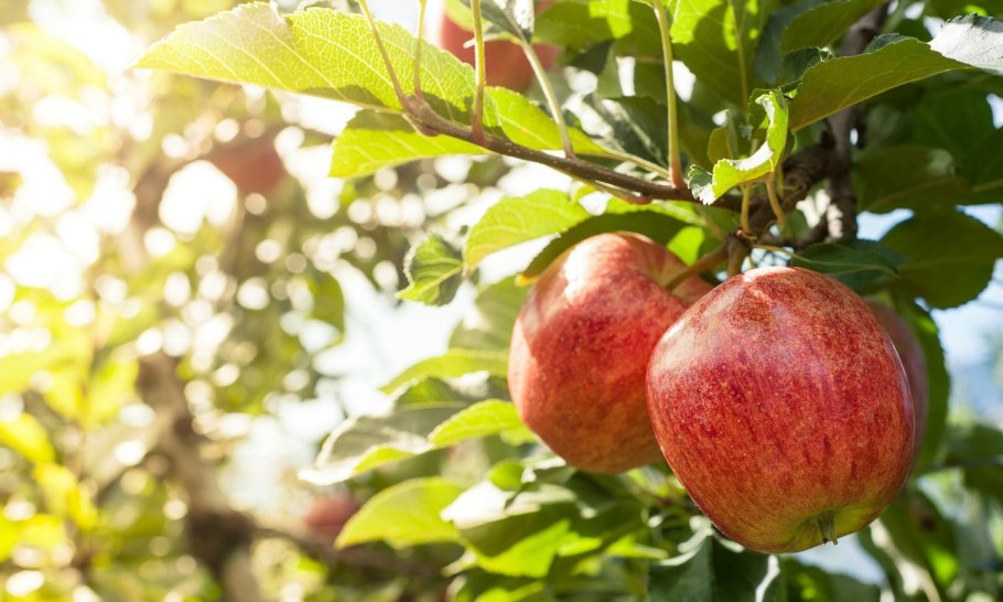 Яблоня Делишес Мария