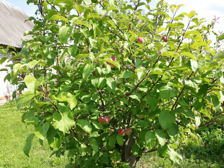 Яблоня Пржевальского