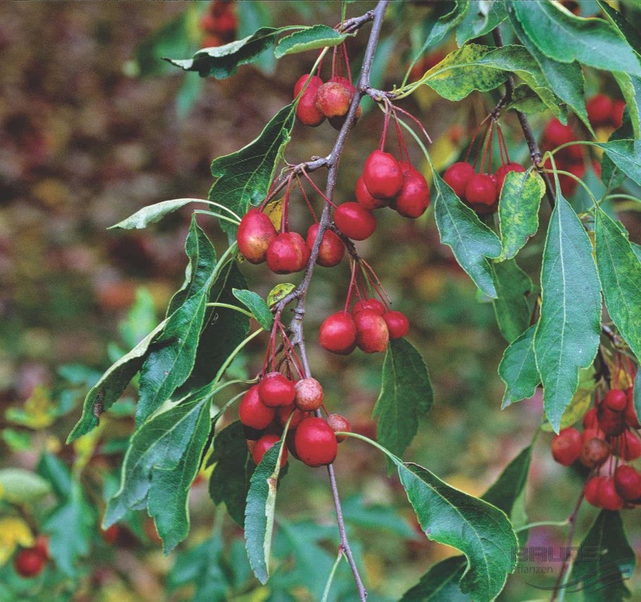 Антоновка колоновидная яблоня