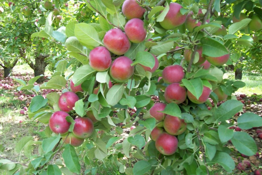 Яблоня сорт Орловский Пионер