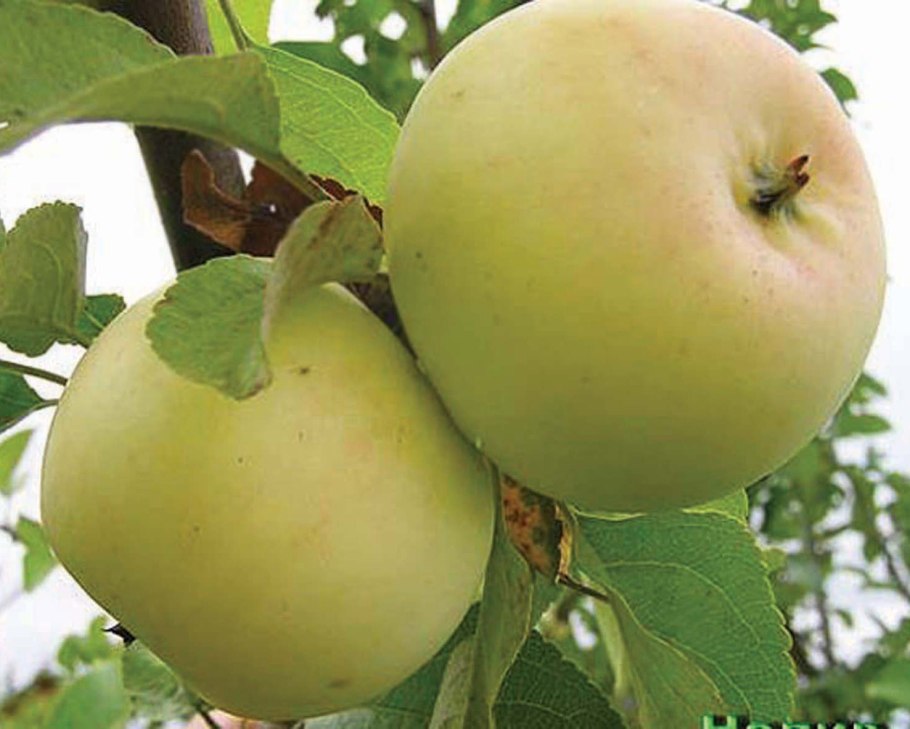 Яблоня Семеренко дерево