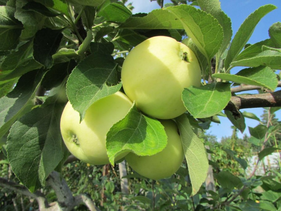Яблоня красная горка