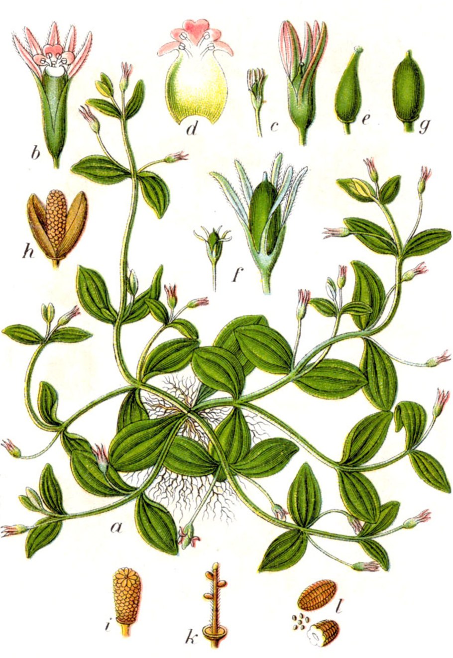 Растения космополиты