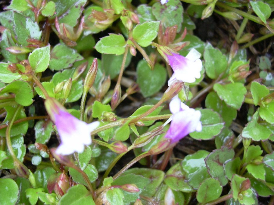 Бакопа Монье БАД