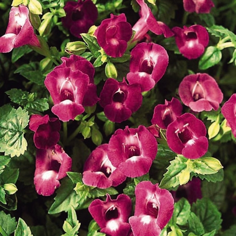 Линдерниевые