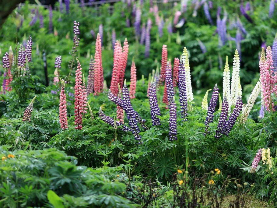 Льнянка медонос