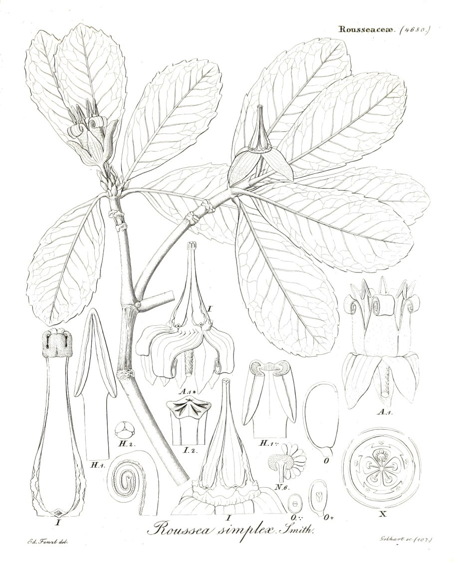 Аброфиллум украшенный Abrophyllum