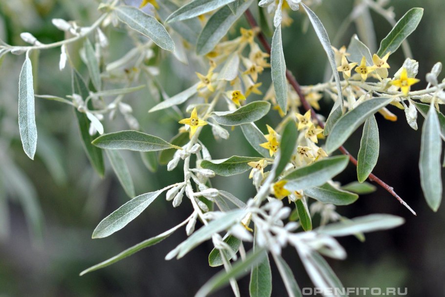 Лох узколистный Elaeagnus