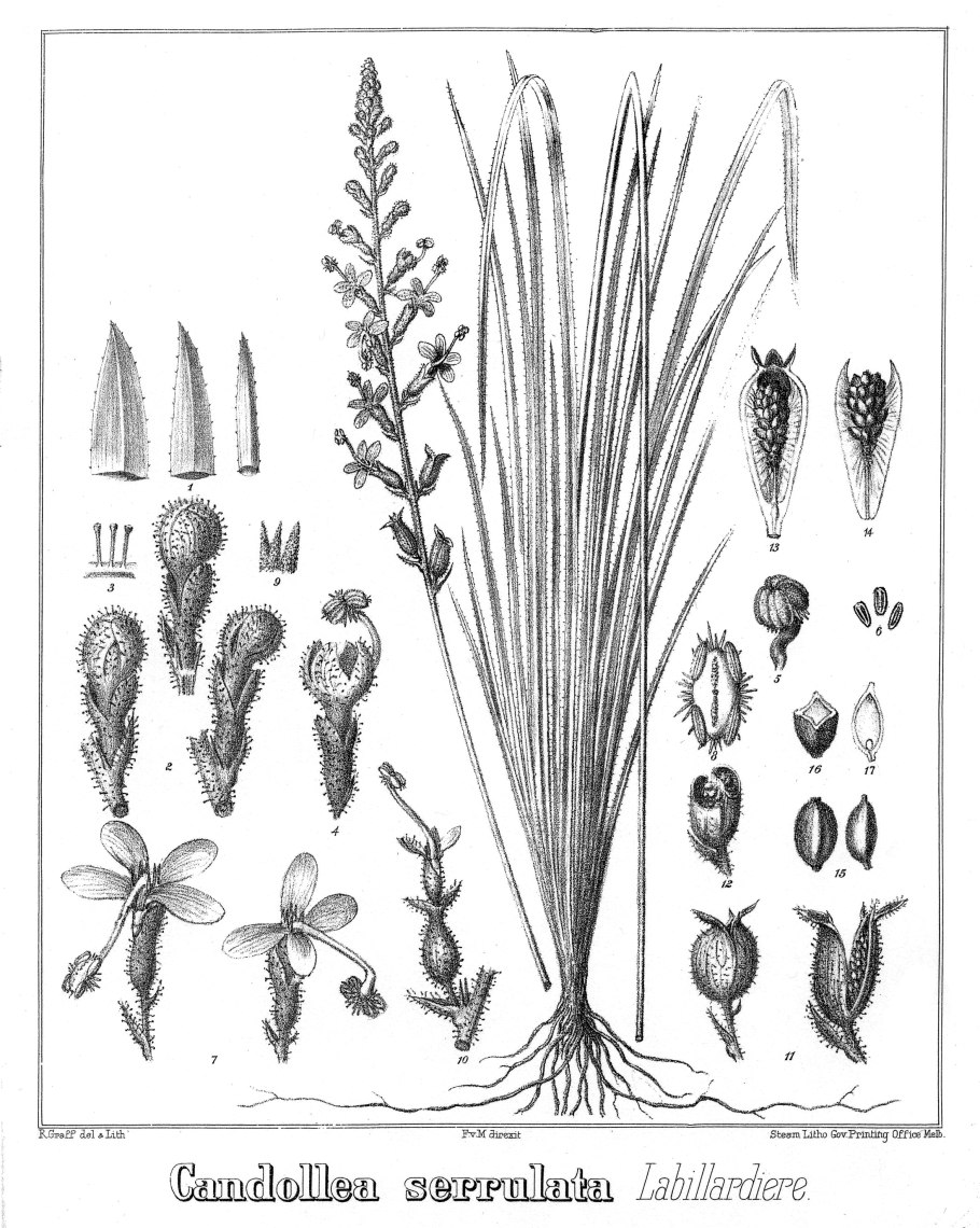 Westringia fruticosa