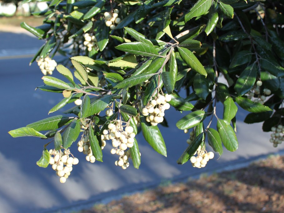 Синеголовник агаволистный