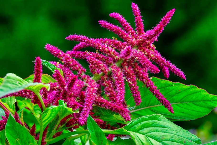 Пимента двудомная