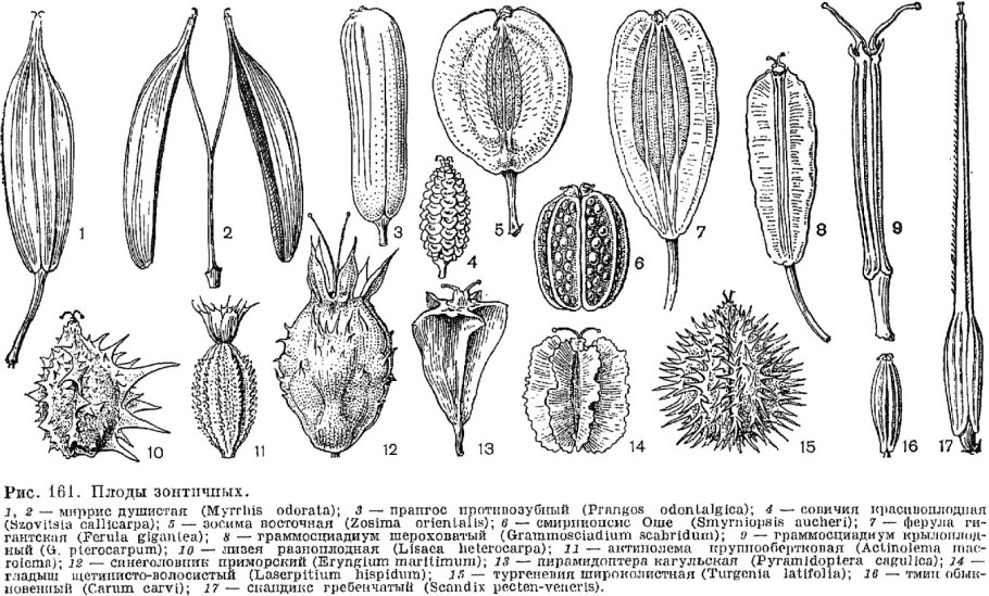 Pteridophyllum racemosum Птеридофиллум кистевидный