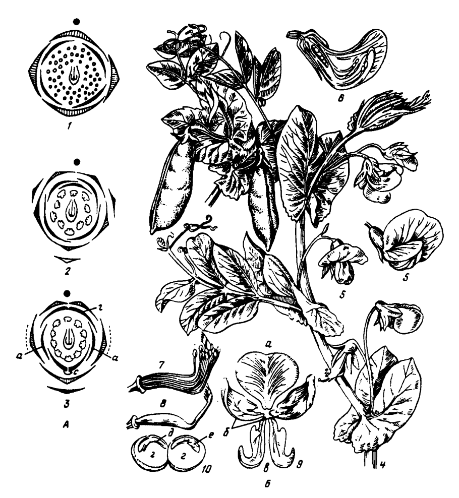 Омфалея растение