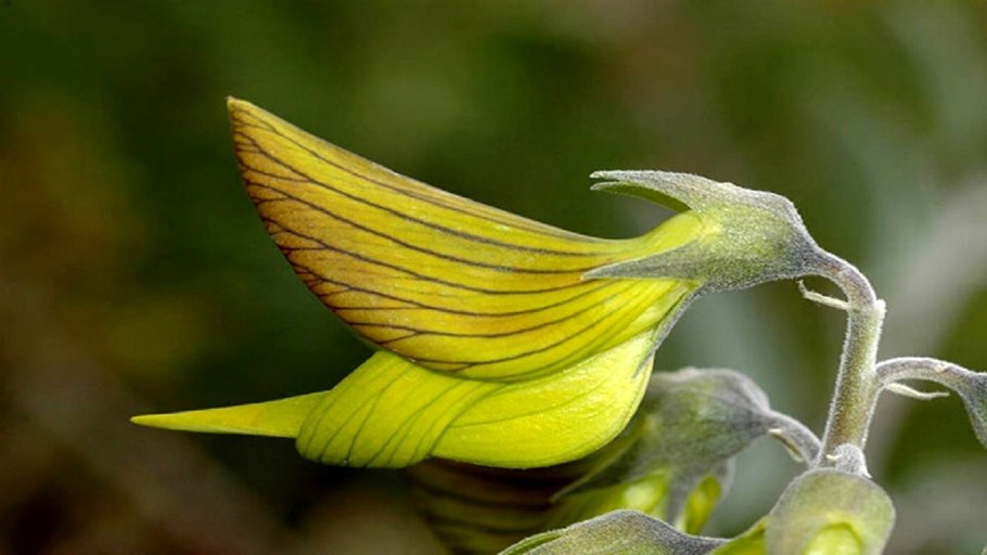 Crotalaria cunninghamii