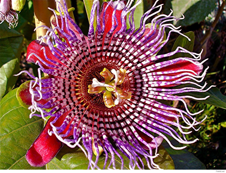 Клещевина Кленовая