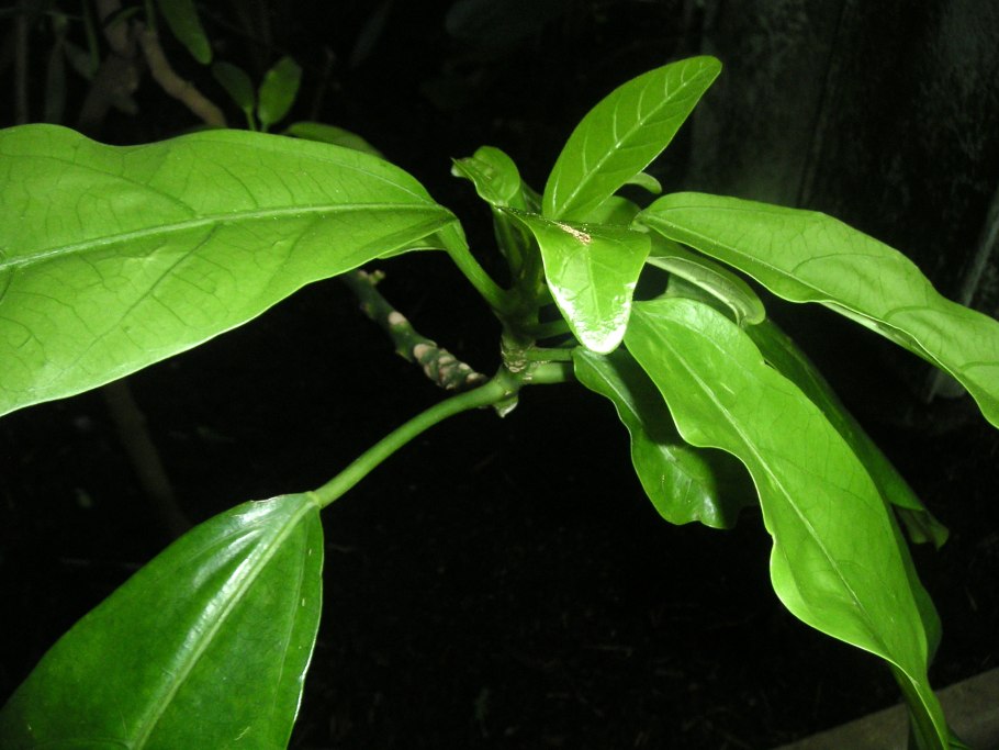 Heliconia цветок