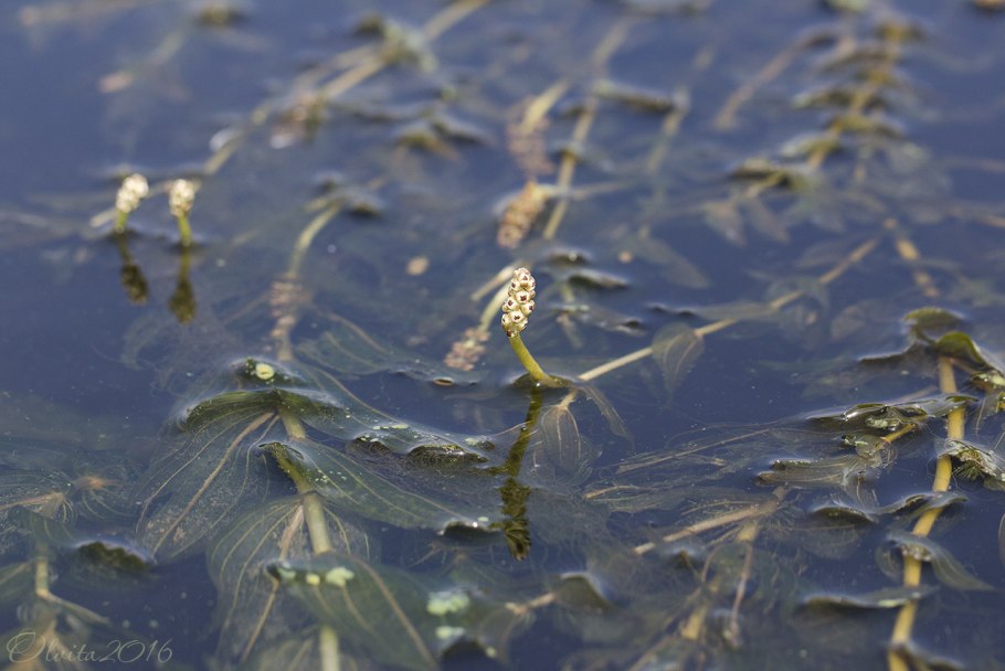 Рдест гребенчатый (Potamogeton pectinatus)