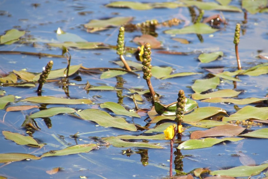Potamogeton Natans рдест плавающий