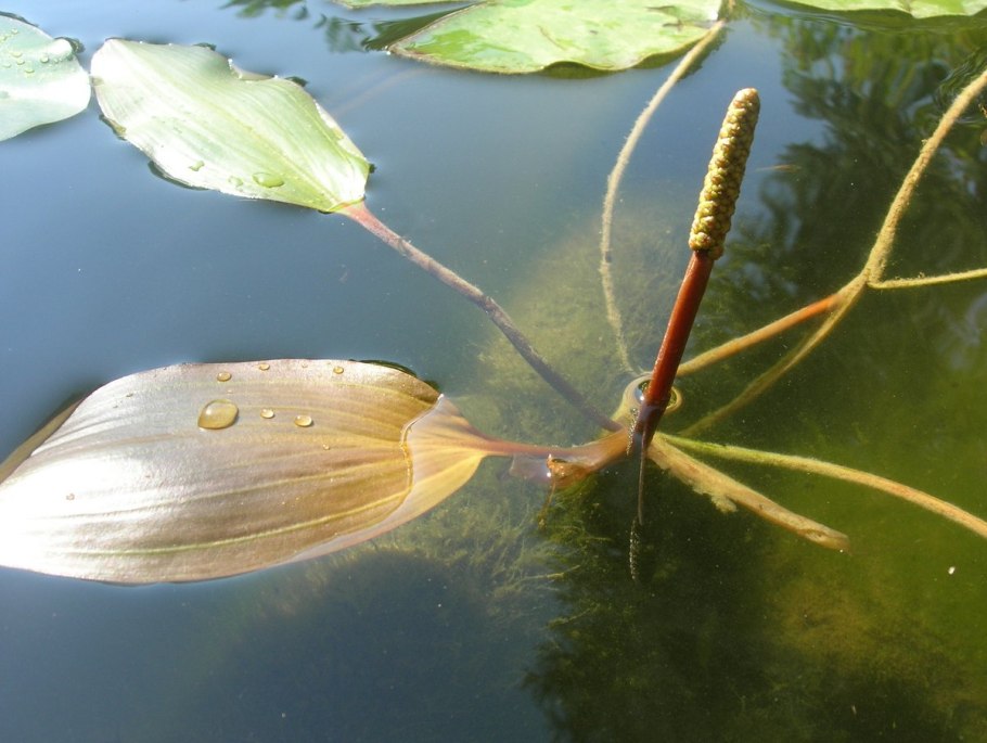 Рдесты — Potamogeton Natans