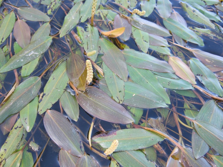 Рдест остролистный