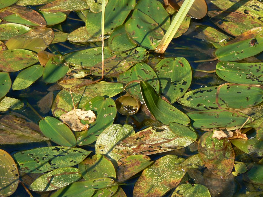 Potamogeton Natans рдест плавающий