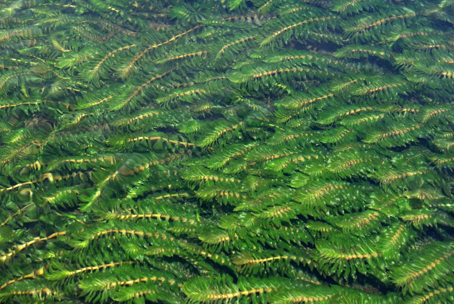 Рдест маленький