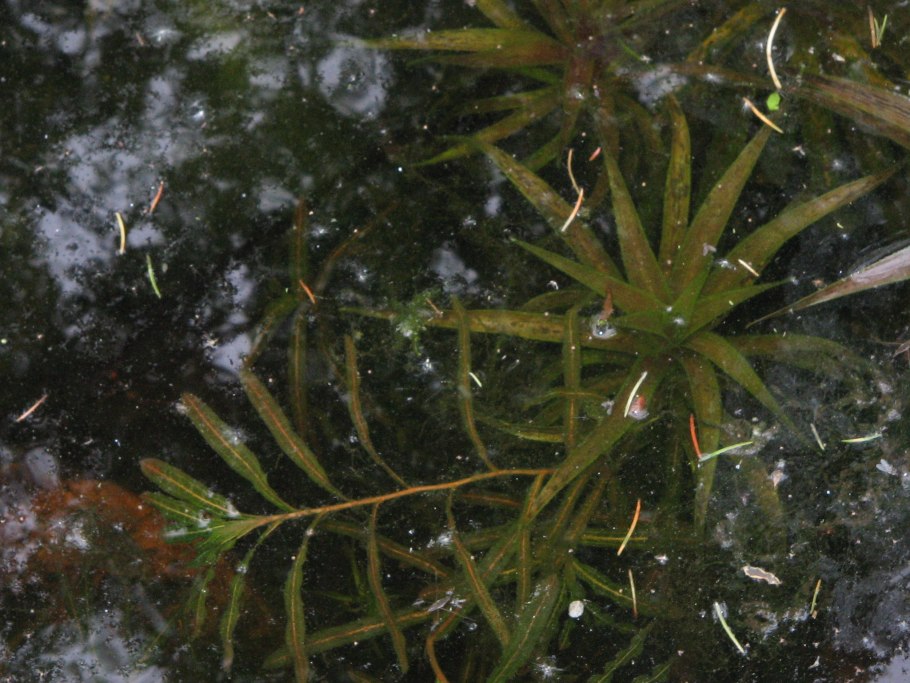 Potamogeton crispus