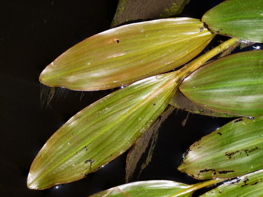Potamogeton maackianus
