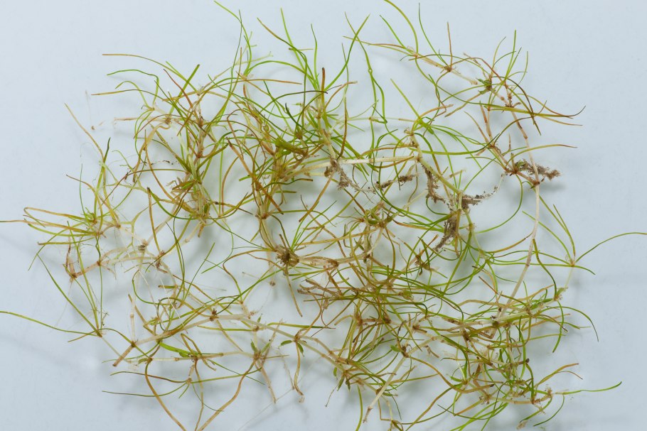 Заникеллия Болотная