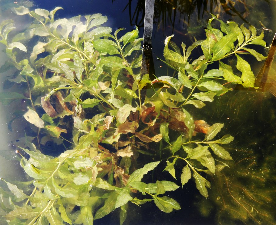 Рдест Potamogeton lucens