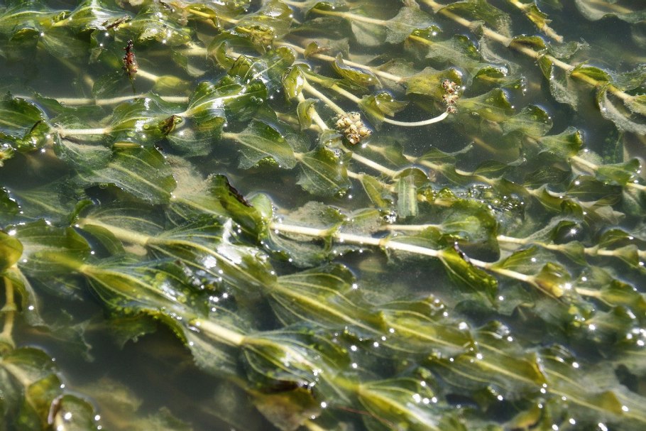 Рдест пронзеннолистный Potamogeton perfoliatus