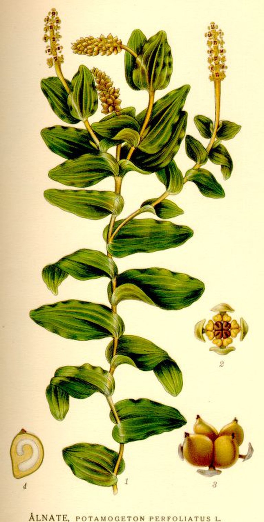 Рдест пронзеннолистный Ботаническое описание