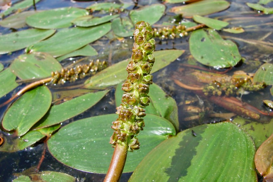 Potamogeton Natans рдест плавающий