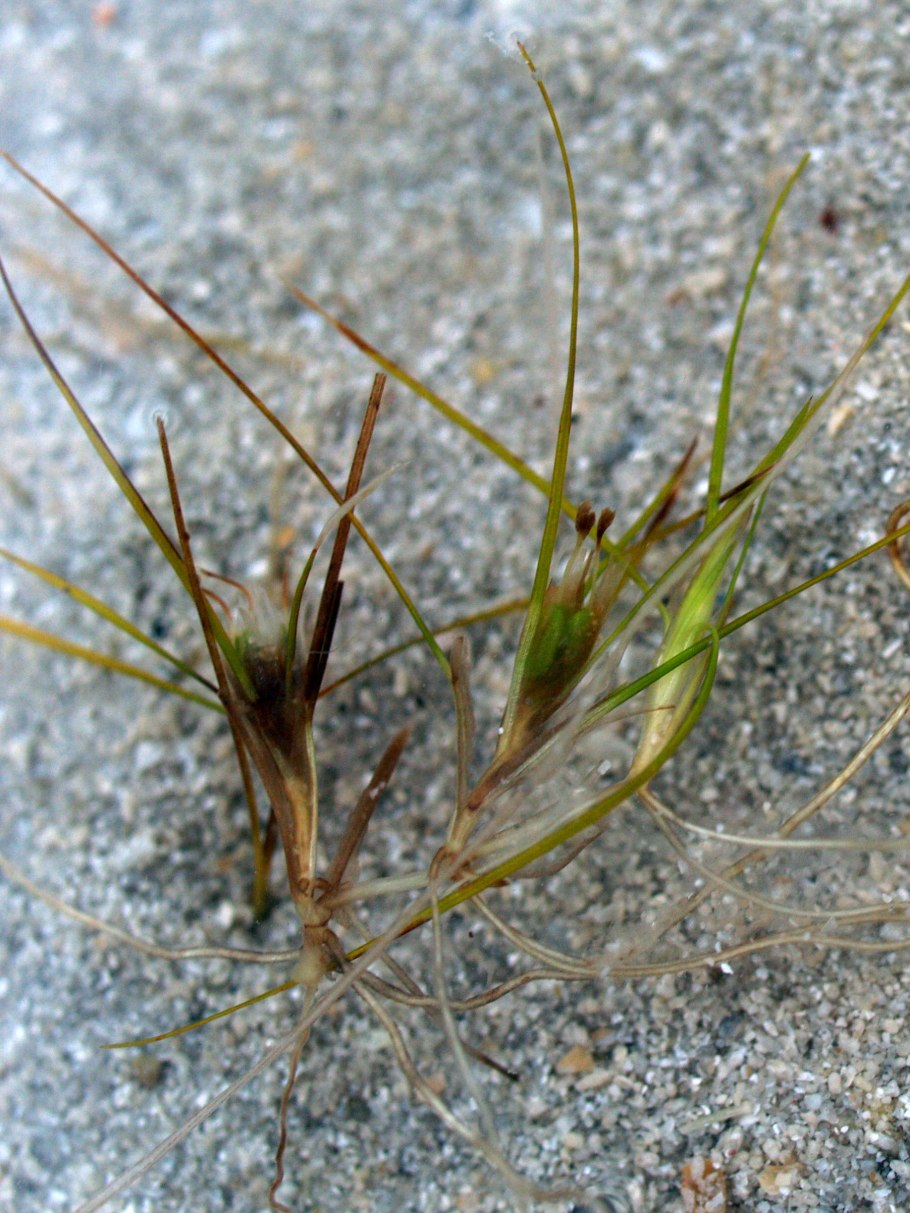 Альтения (Althenia)