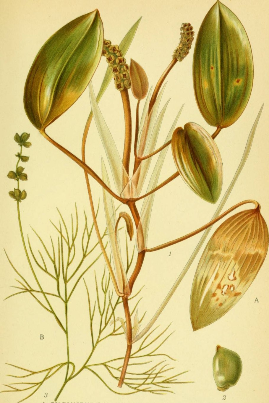 Рдест плавающий цветок