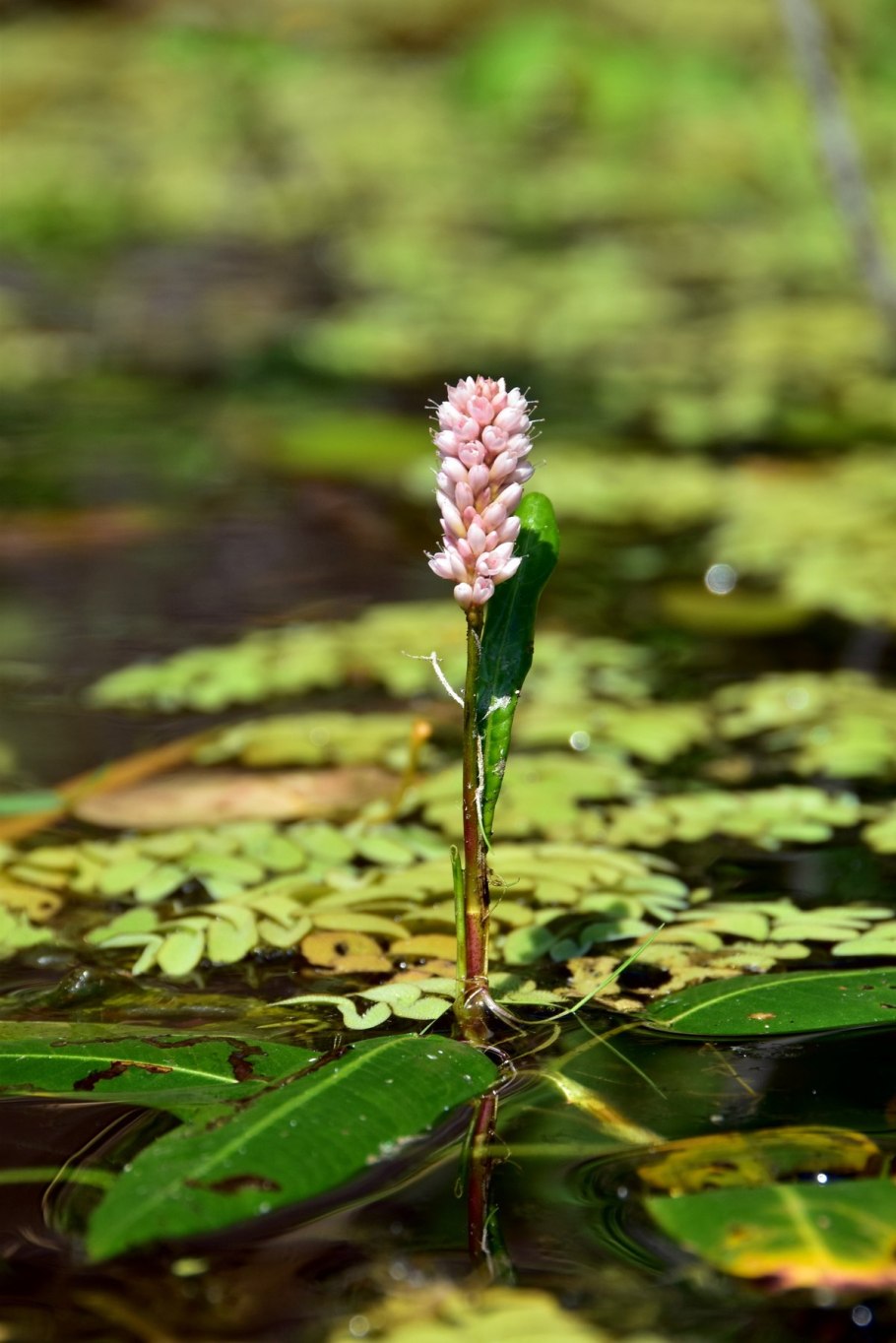 Горец земноводный (persicaria)