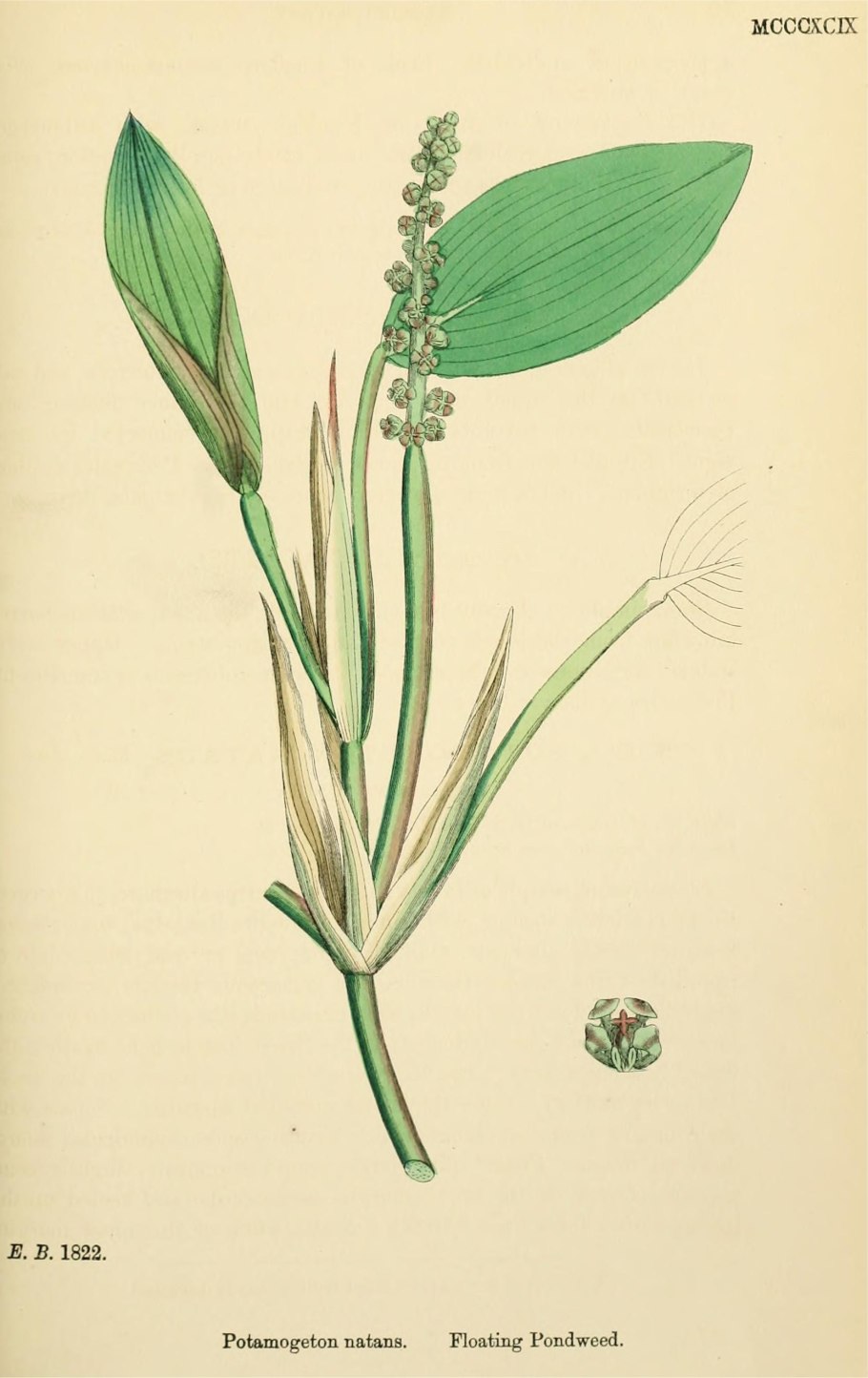 Potamogeton praelongus