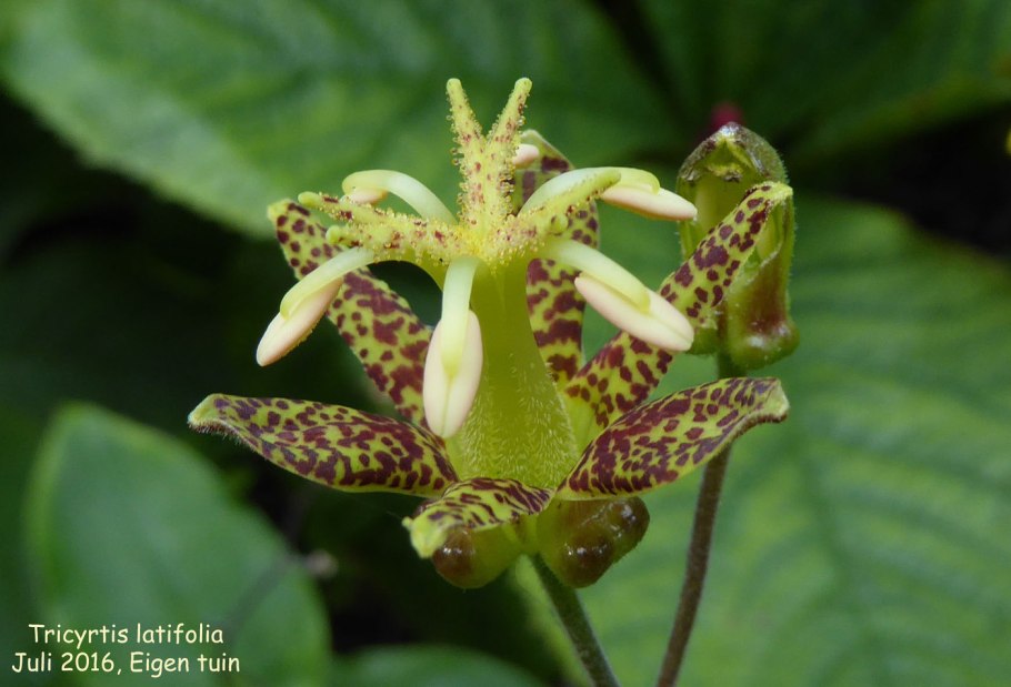 Трициртис кафе