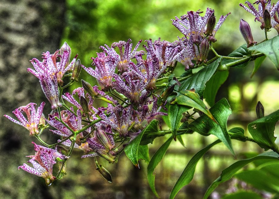 Трициртис Пурпл Бьюти