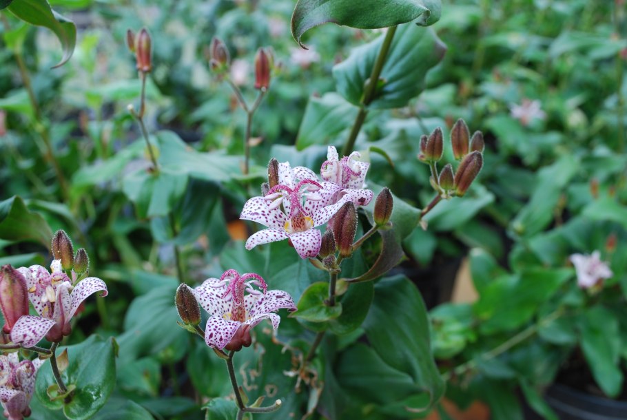 Дикая Орхидея Tricyrtis formosana