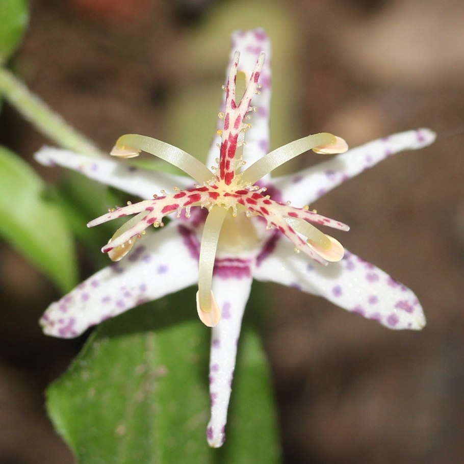 Трициртис коротковолосистый