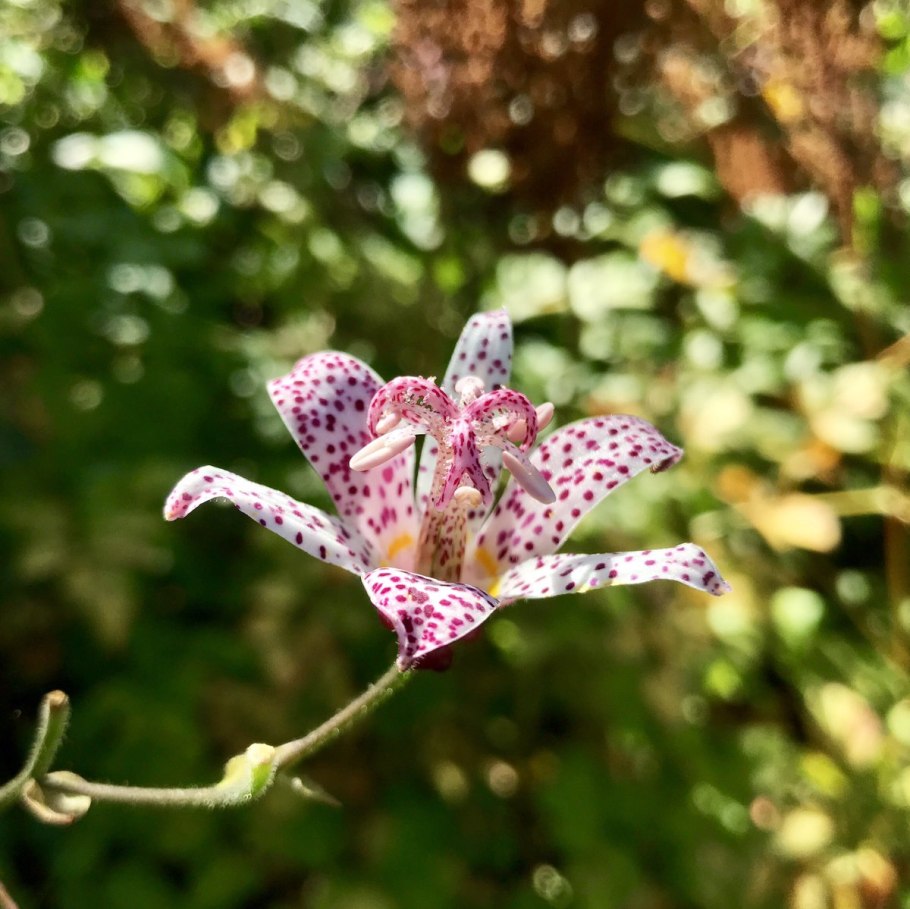 Трициртис в горшке