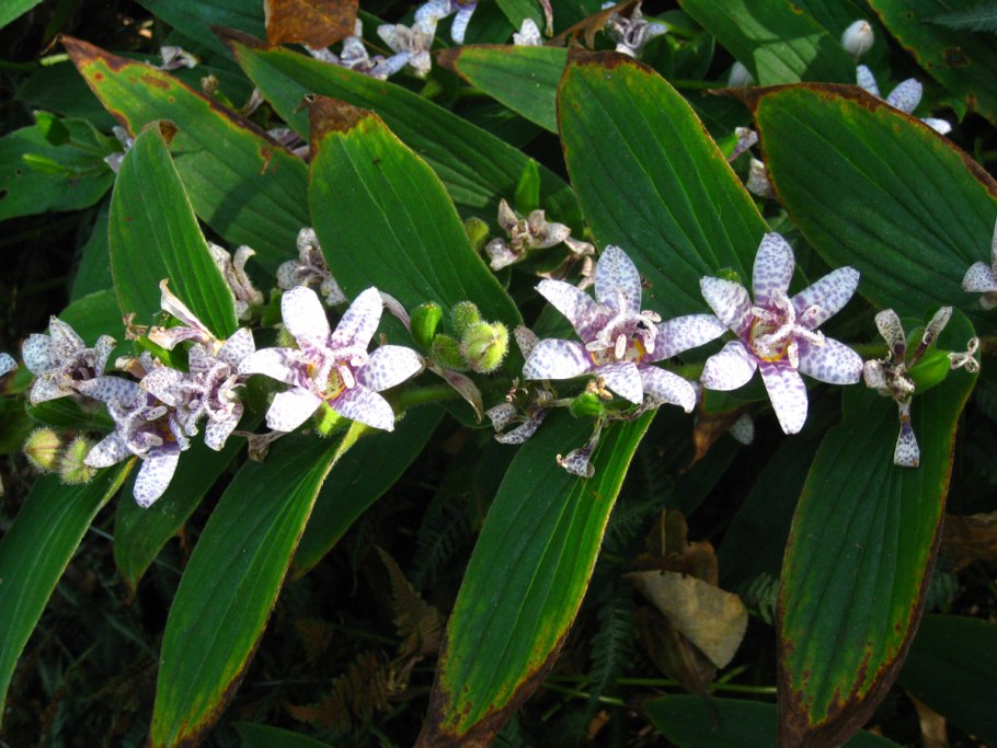 Трициртис Вариегата