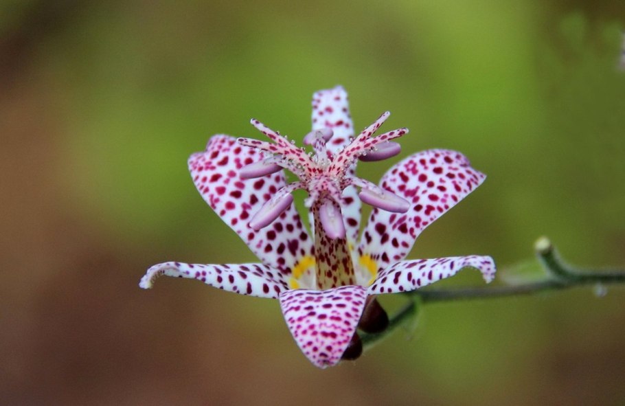 Трициртис Yellow Sunrise