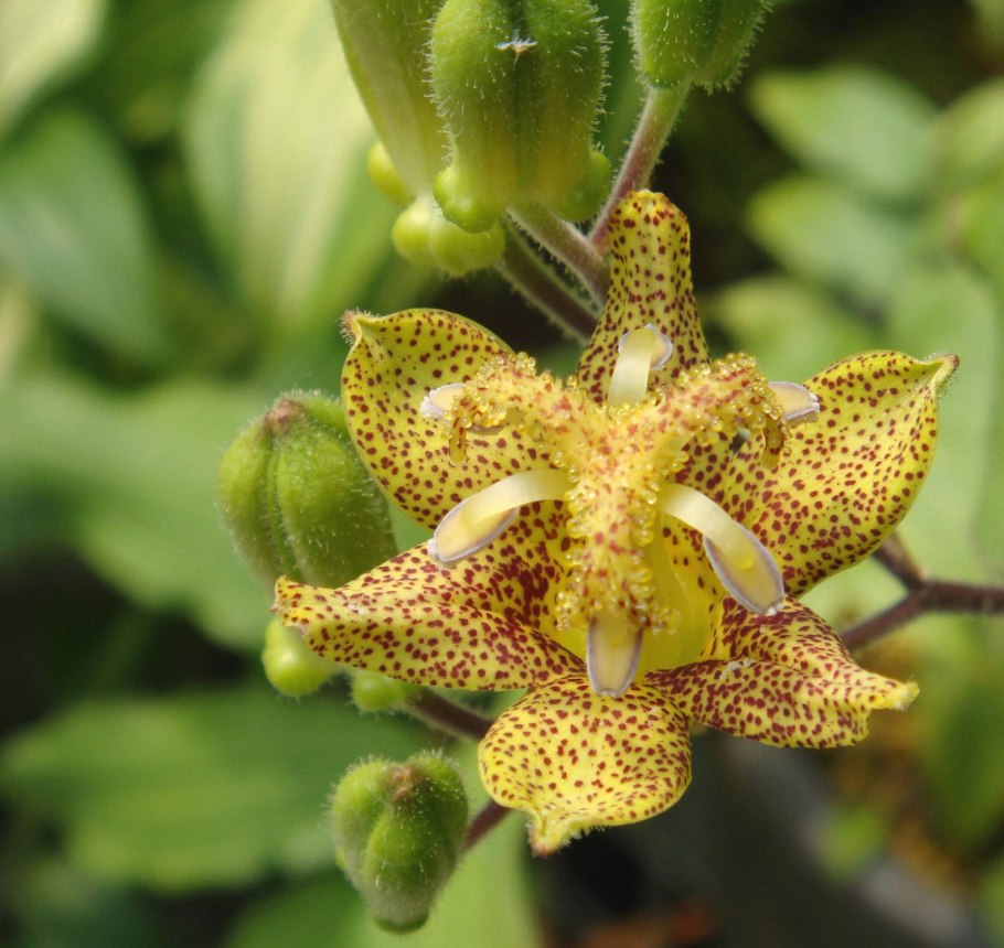 Трициртис коротковолосистый