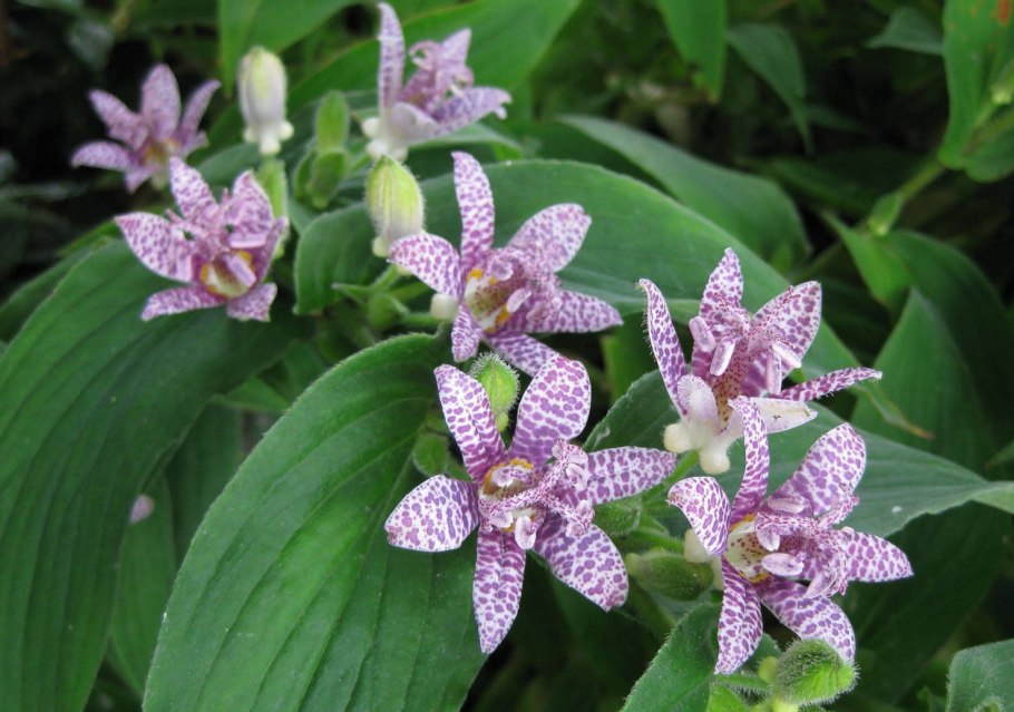 Трициртис (Садовая Орхидея) Йеллоу