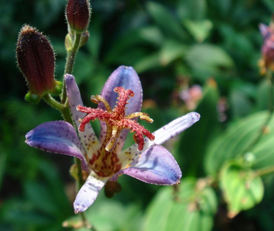 Tricyrtis hirta 'Miyazaki'