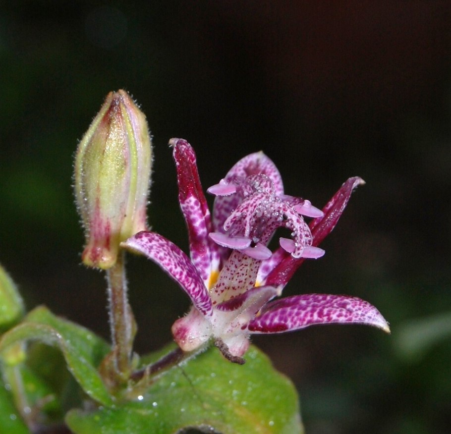 Садовая Орхидея трициртис