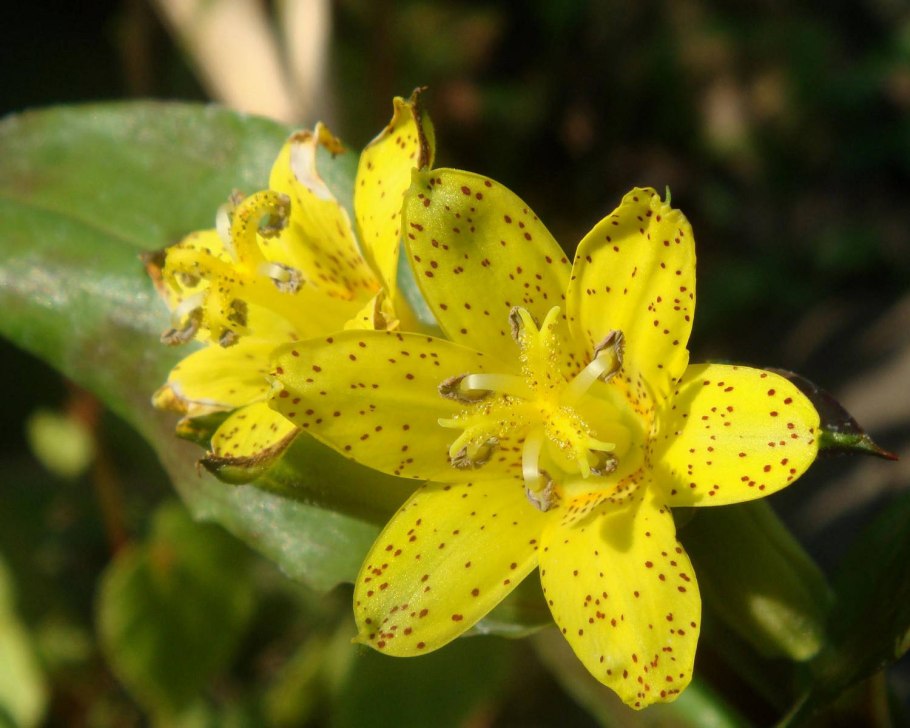 Примус дневного цветка botany